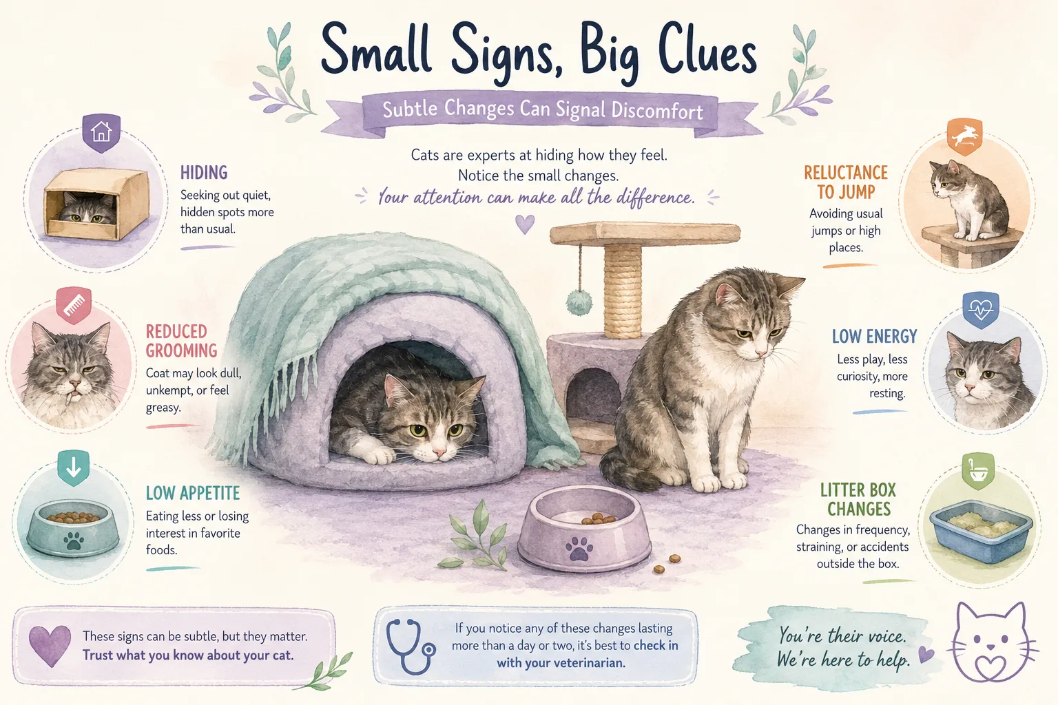 Cat showing discomfort with behavioral signs of illness
