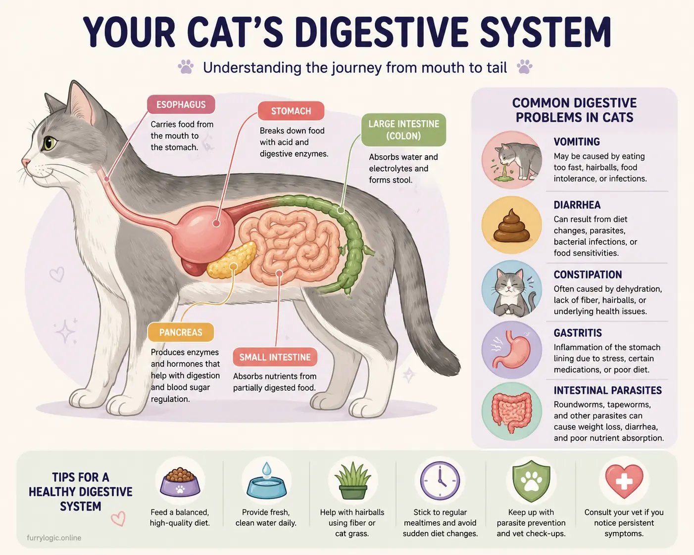 Illustration of a cat digestive system with highlighted problem areas